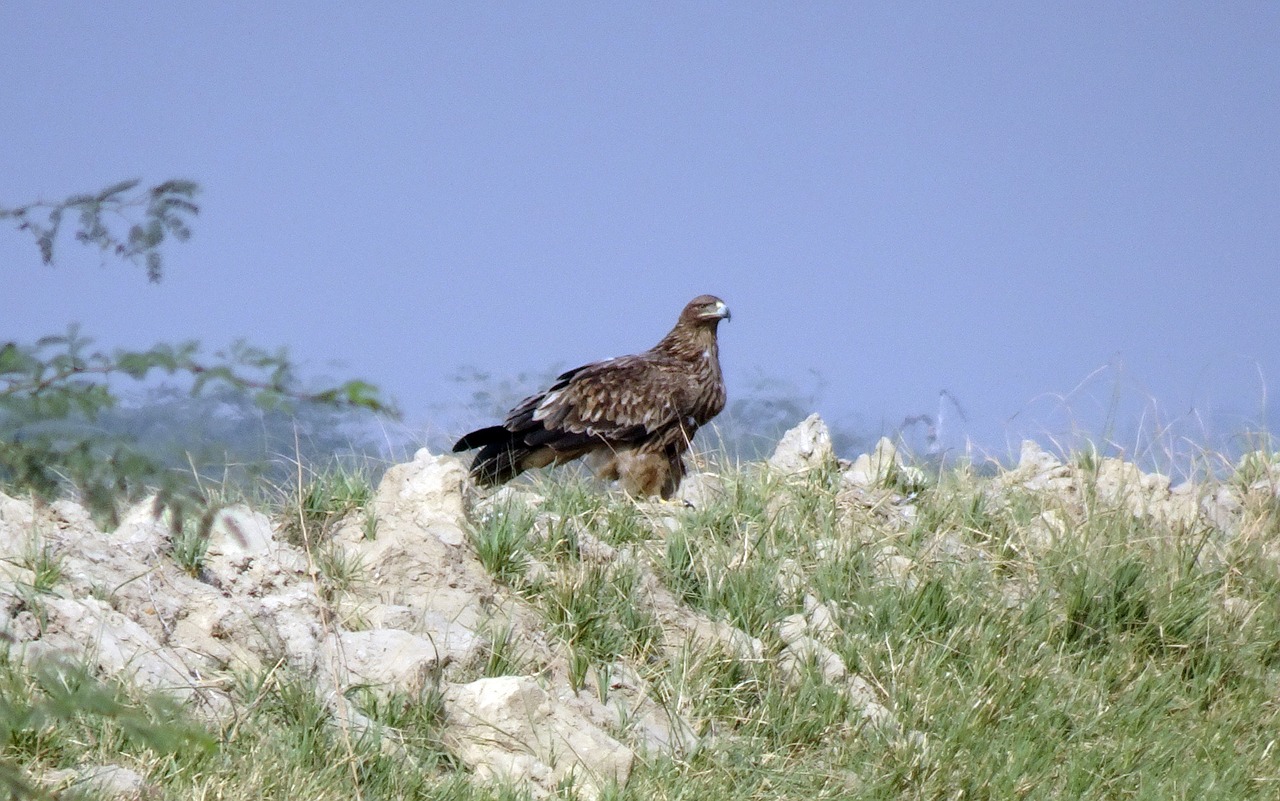 bird  eastern imperial eagle  aquila heliaca free photo