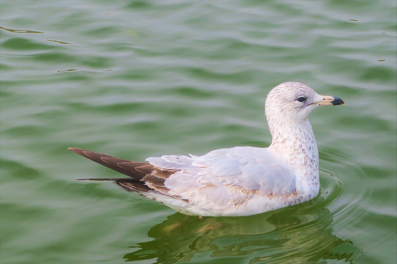 bird  duck  water free photo