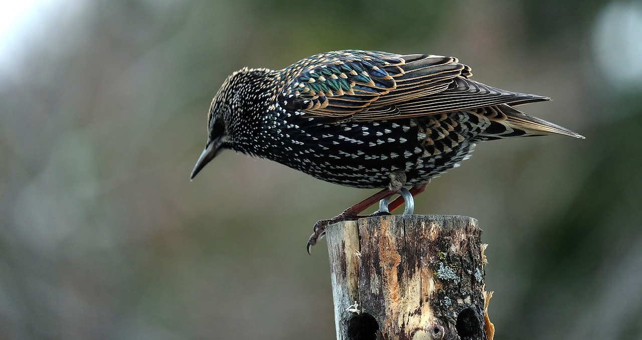 bird  nature  plumage free photo