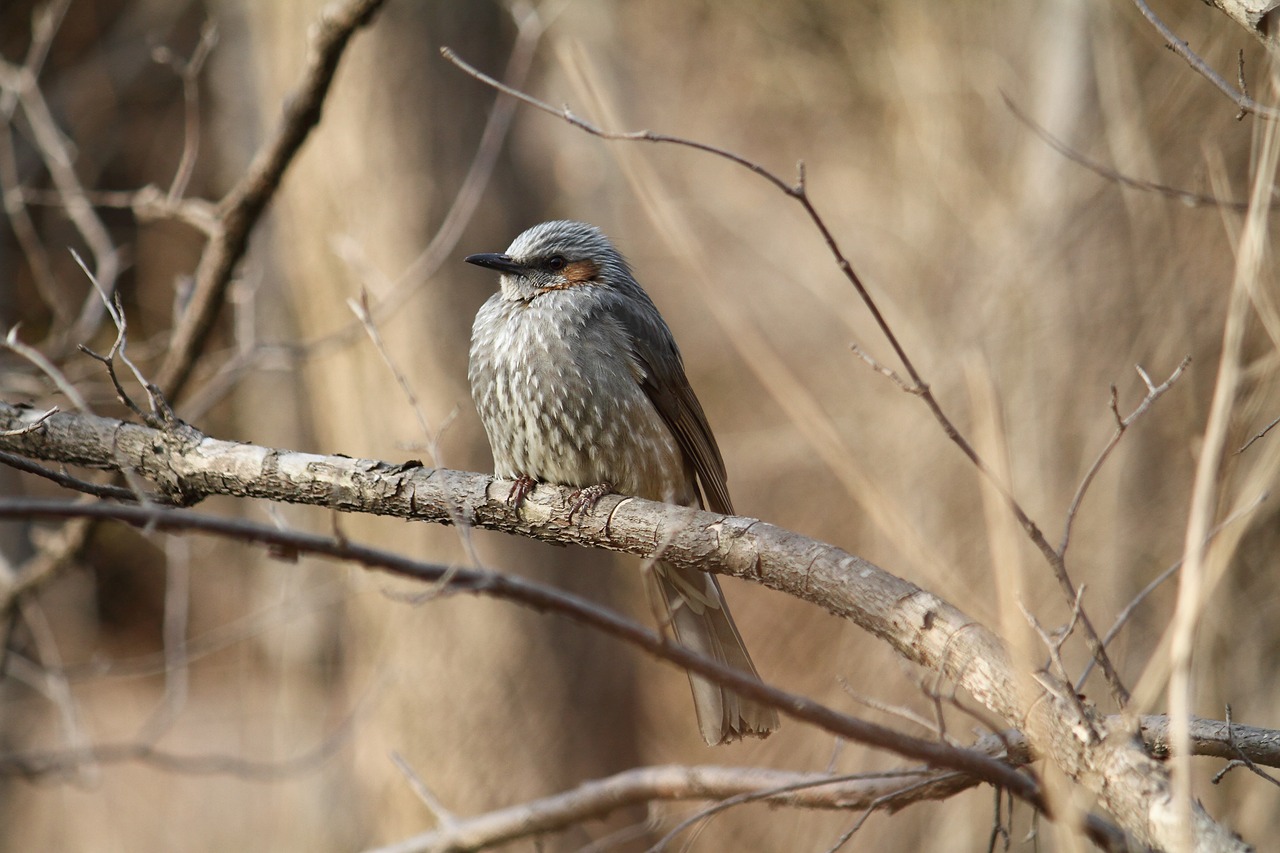 bird  winter  nature free photo