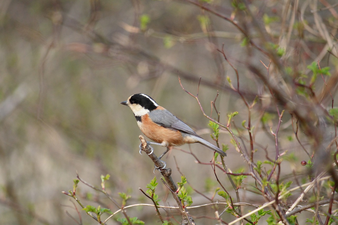 bird  spring  nature free photo