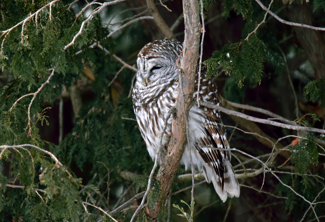 bird  owl  barred free photo