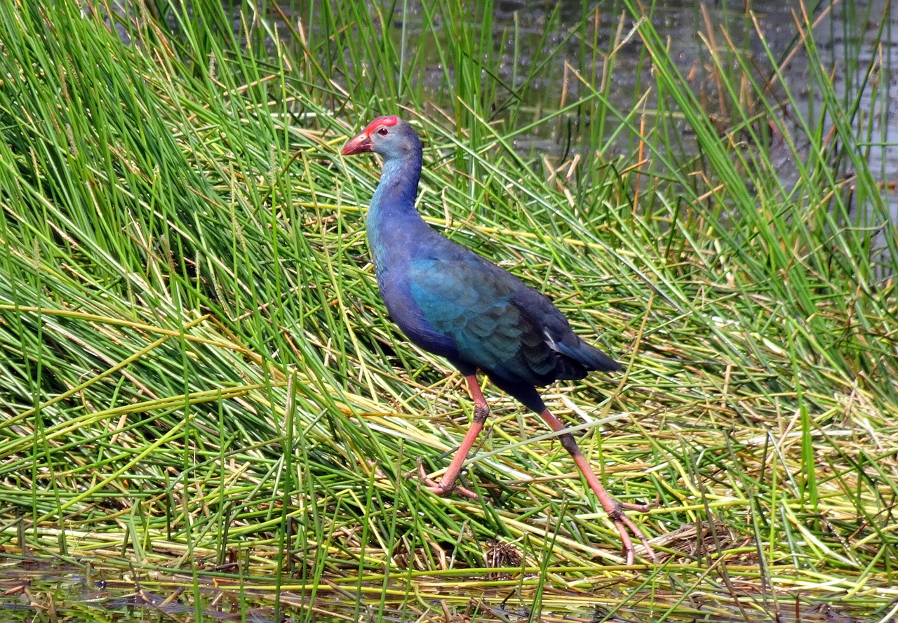 bird  purple swamphen  purple moorhen free photo