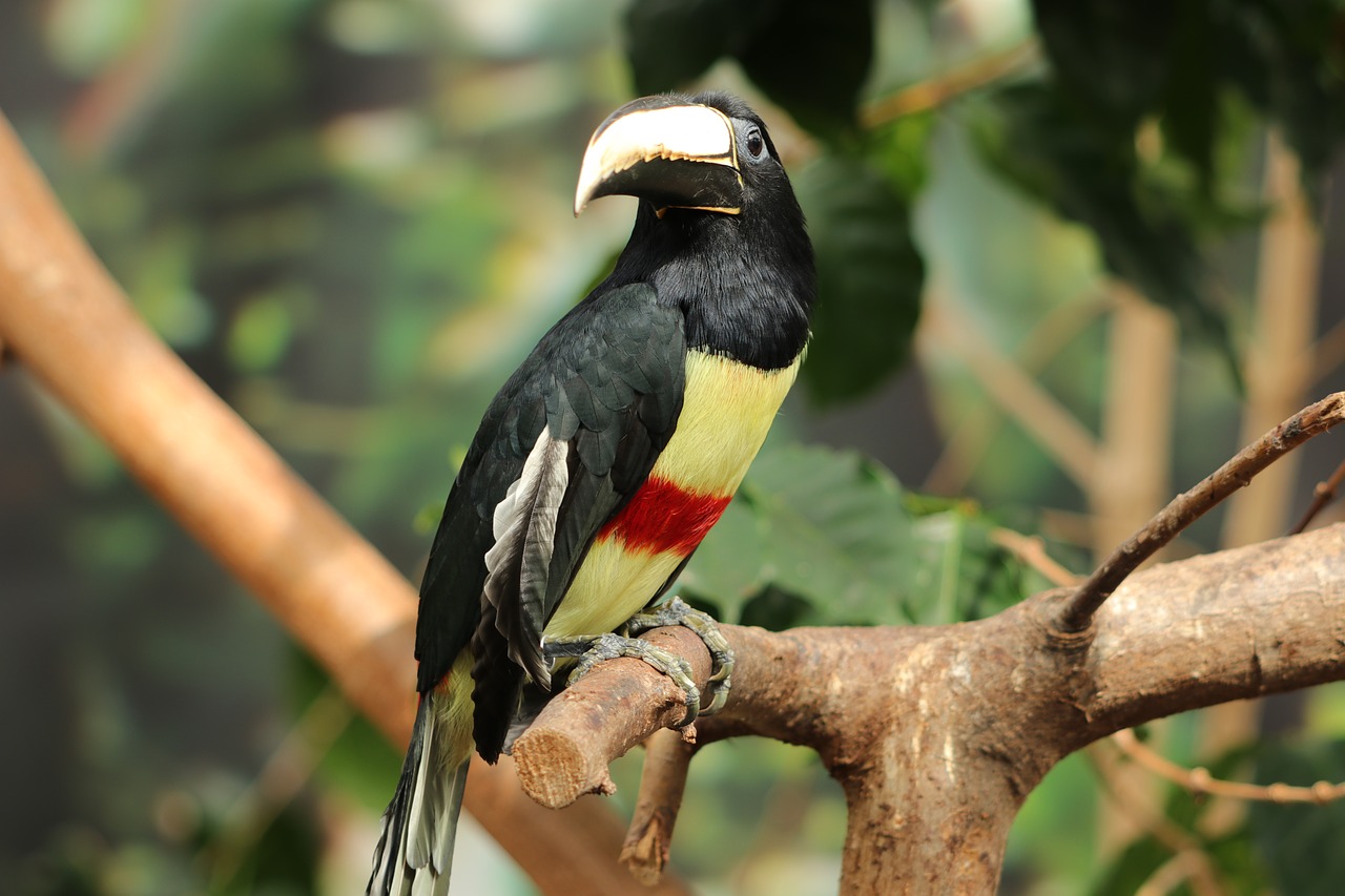 bird  zwartnek arassari  pteroglosus aracari free photo