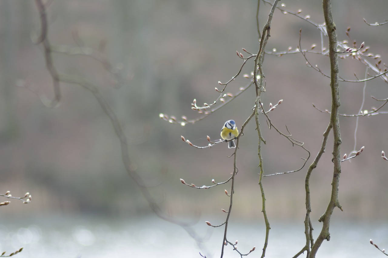 bird  sunshine  wood free photo