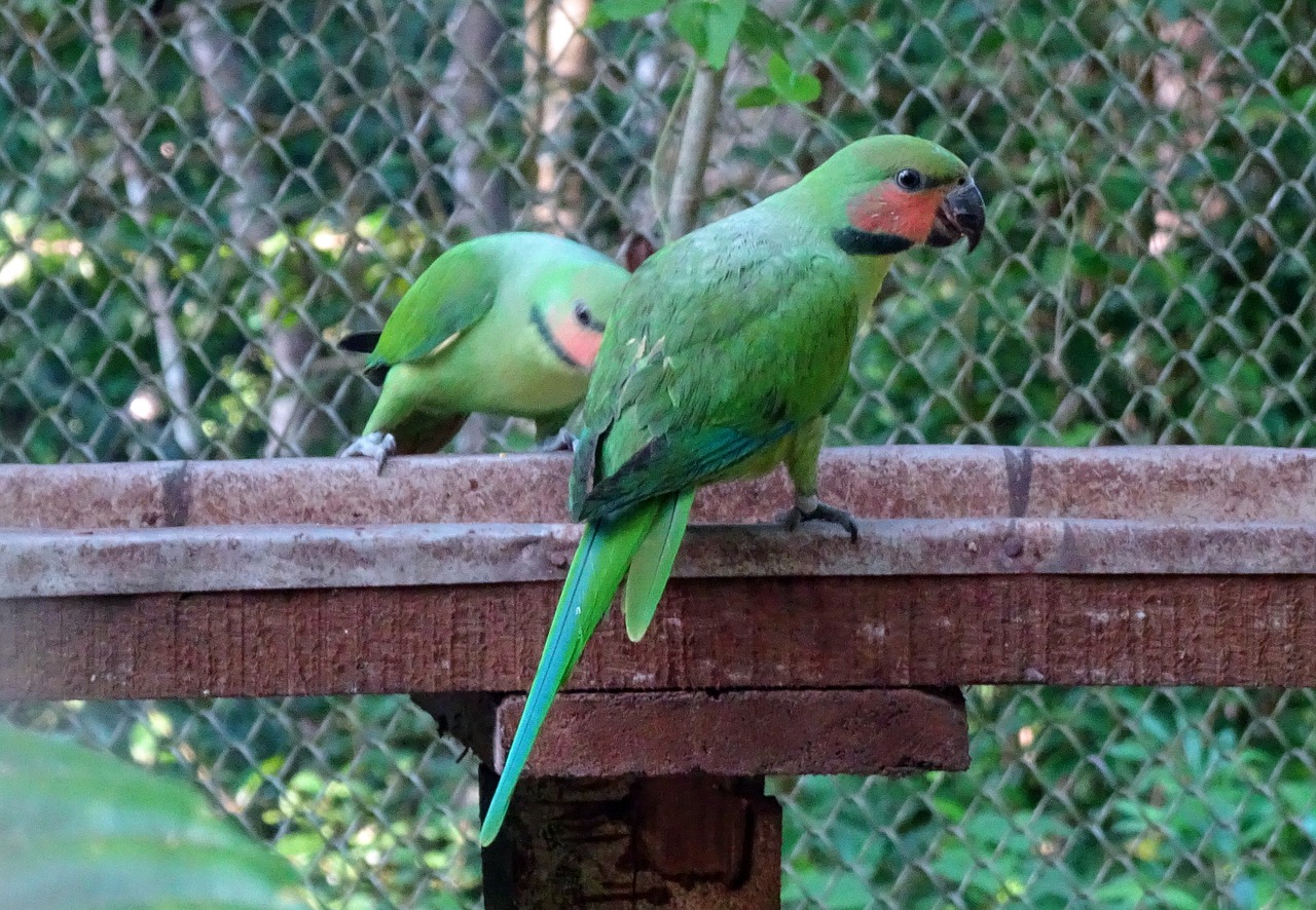 bird  parrot  long-tailed parakeet free photo