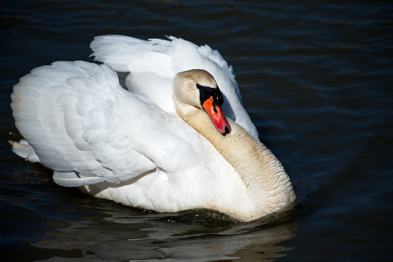 bird  swan  wildlife free photo