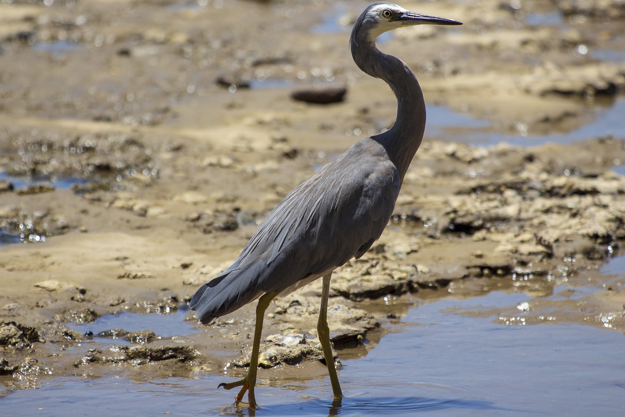 bird  heron  seaside free photo