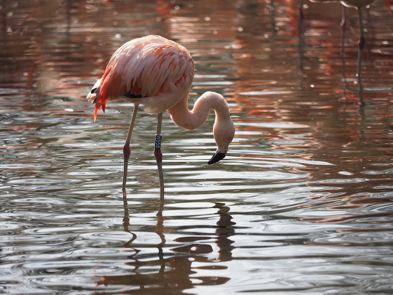 bird  flamingo  whites free photo