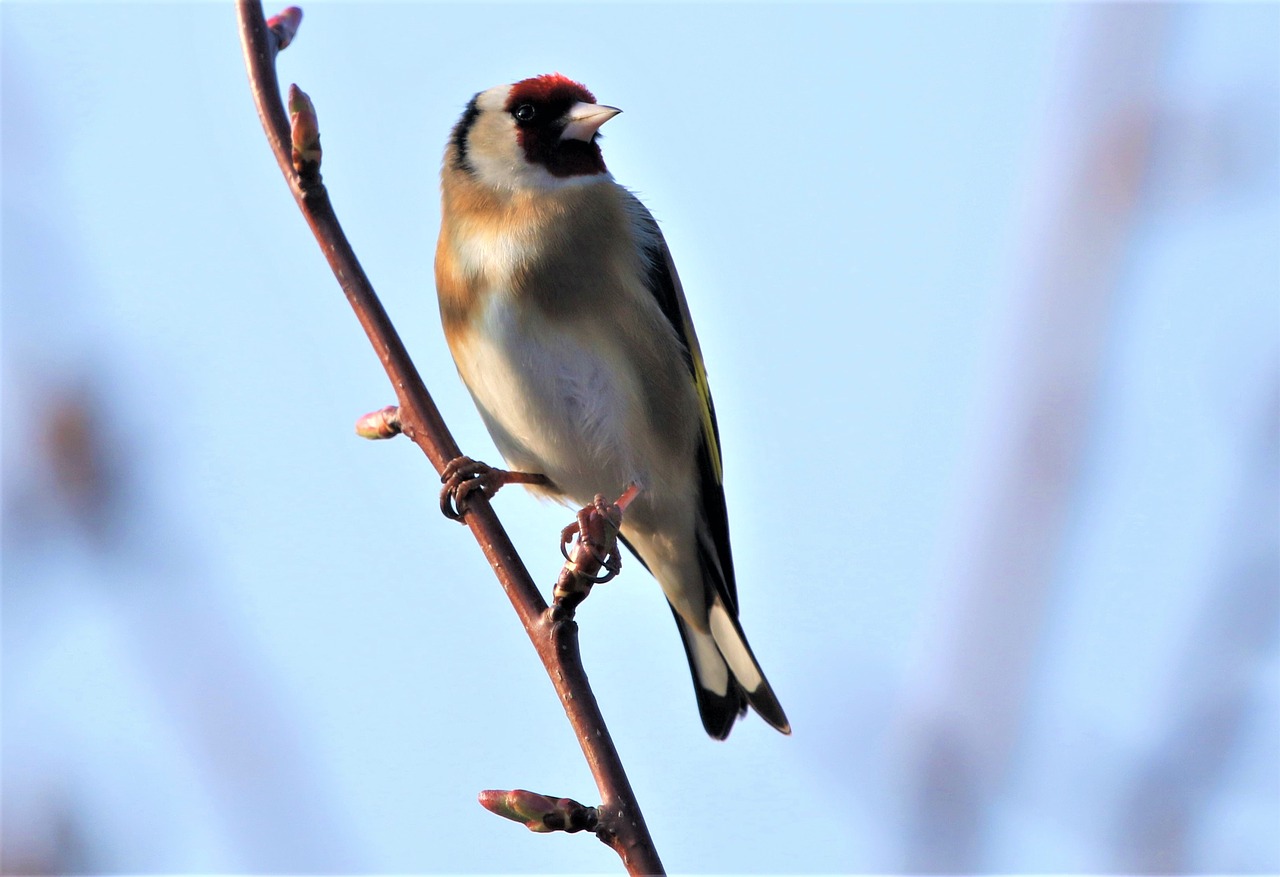 bird  goldfinch  colourful free photo