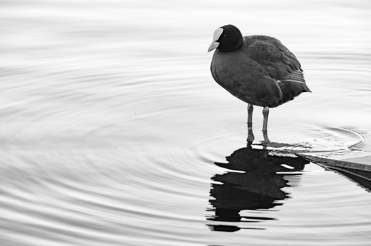 bird  water  duck free photo