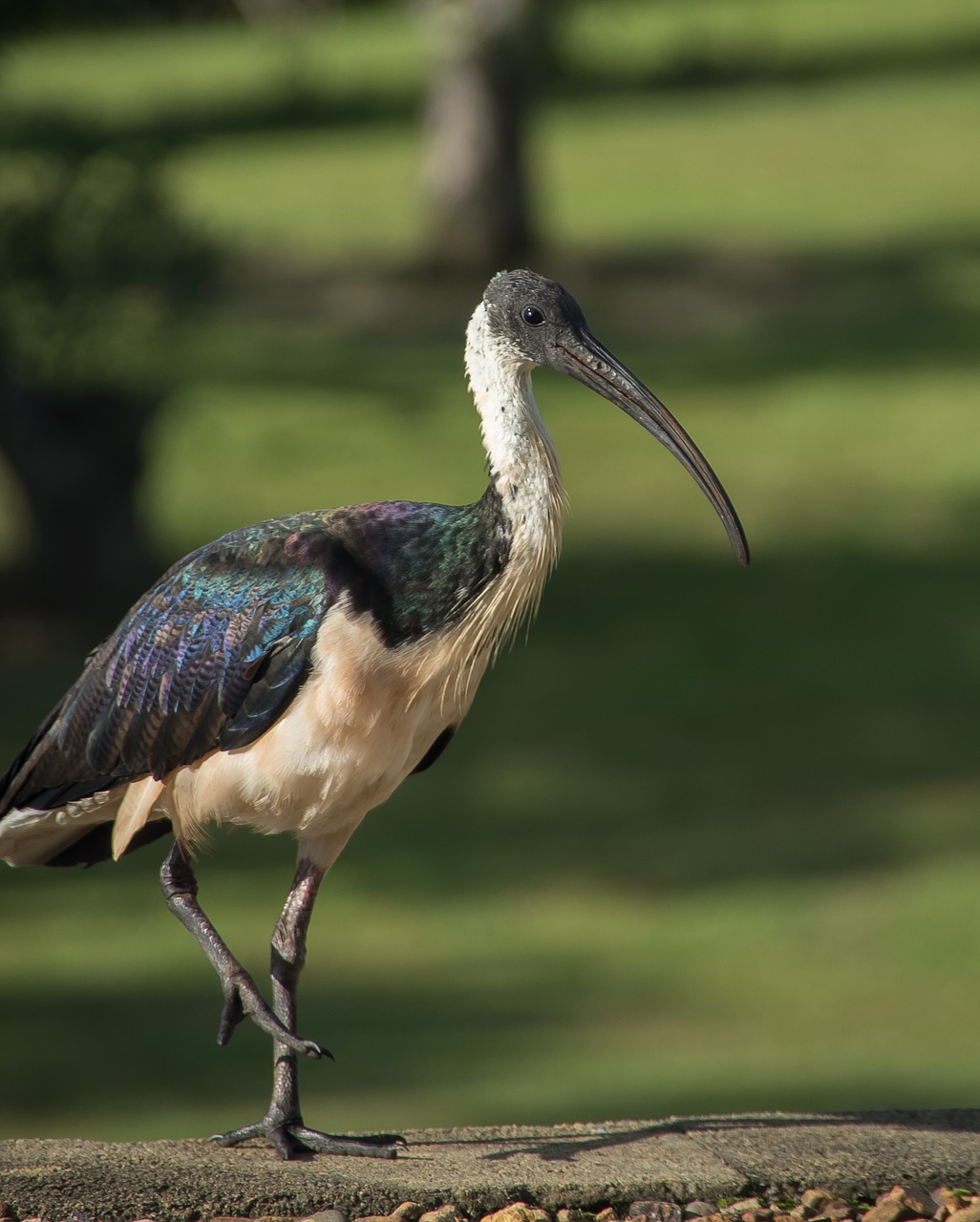 bird  straw necked ibis  threskiornis spinicollis free photo