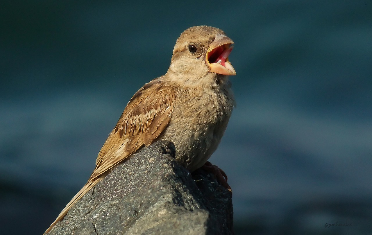 bird  nature  marine free photo