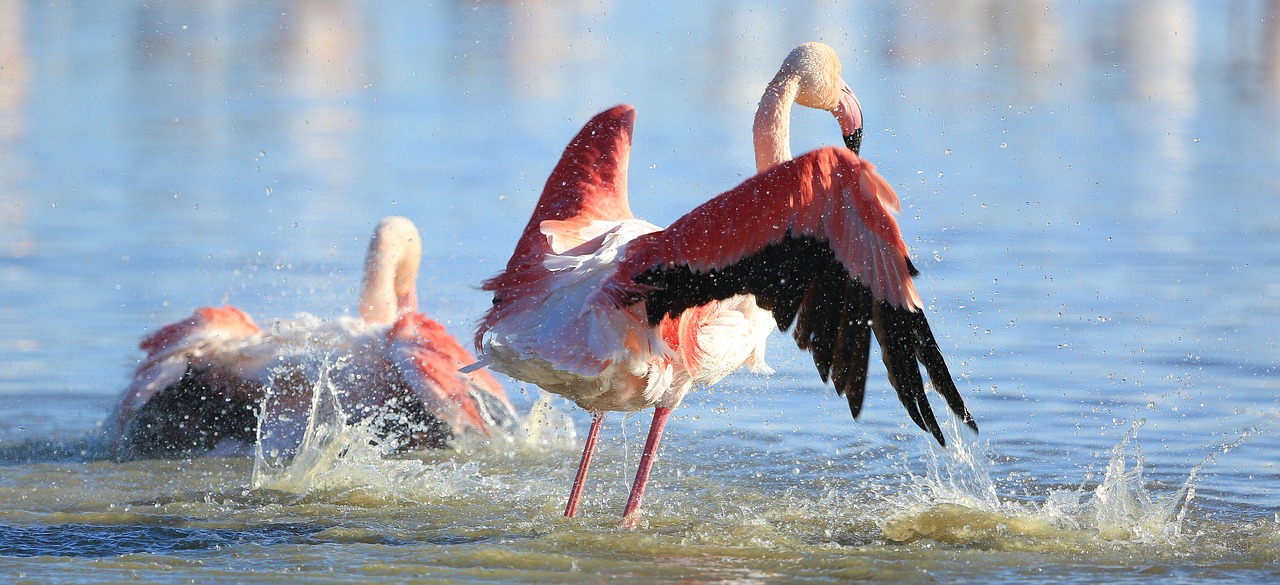 bird  pink flamingo  nature free photo