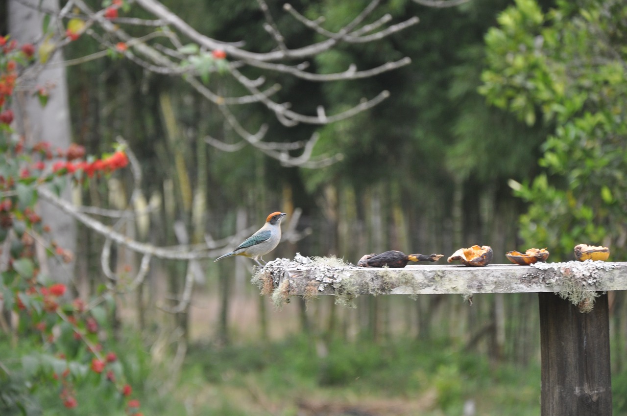 bird  countryside  nature free photo