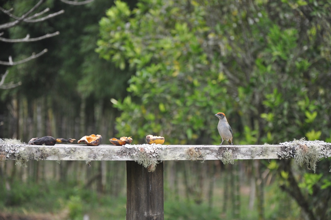 bird  countryside  n free photo