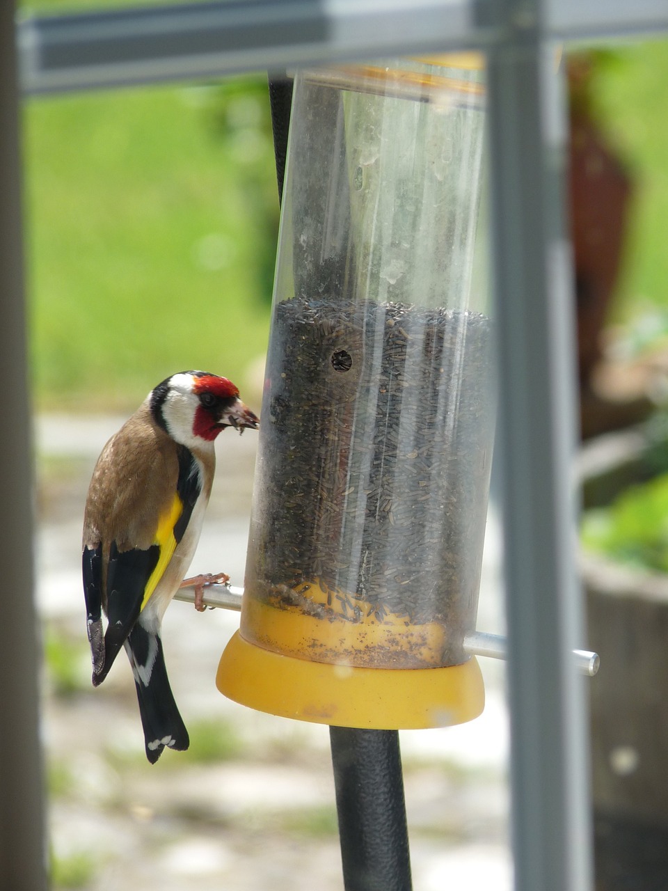 bird goldfinch wildlife free photo
