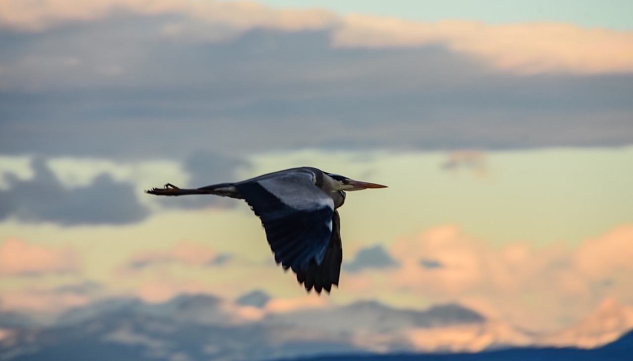 bird  heron  flight free photo