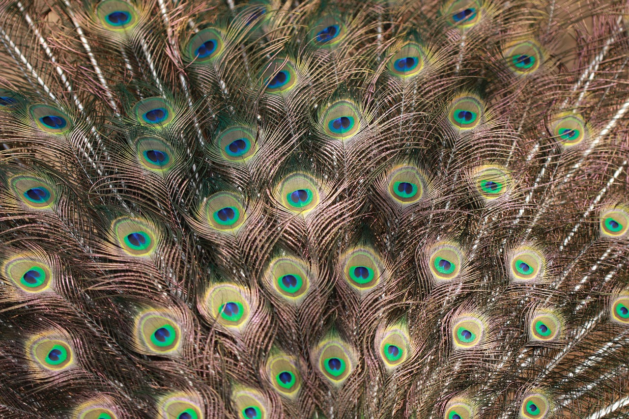 bird  peacock  tail free photo