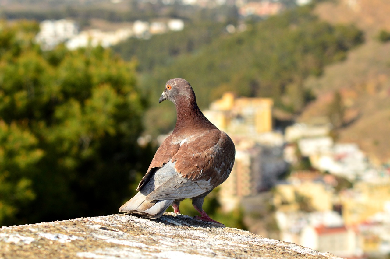 bird  pigeon  nature free photo