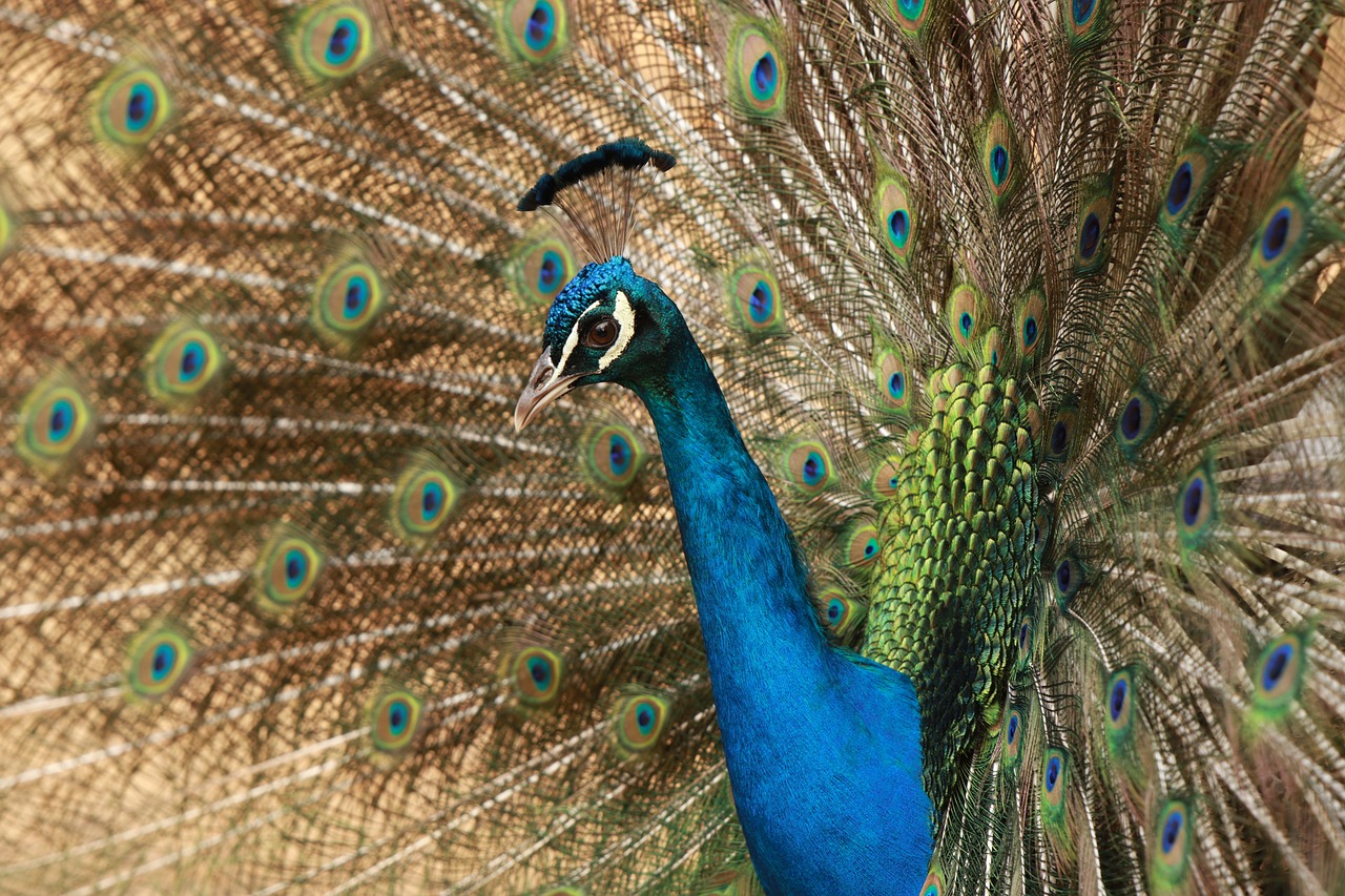 bird  peacock  feathers free photo