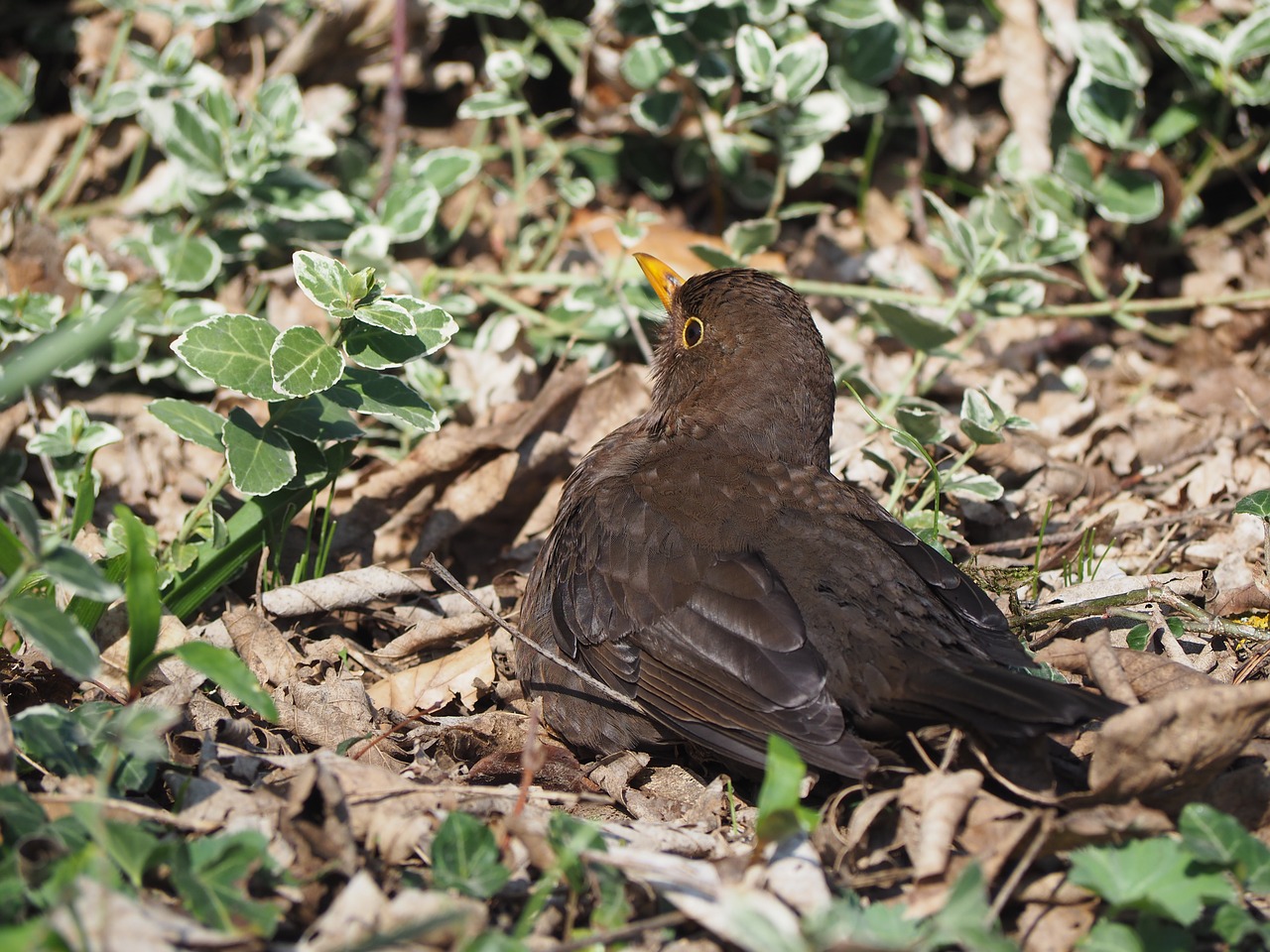 bird  nature  animal free photo