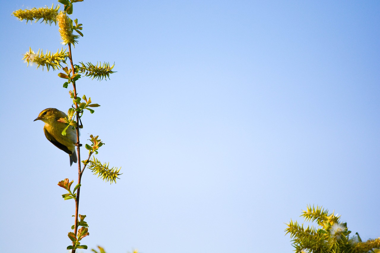 bird  nature  tree free photo