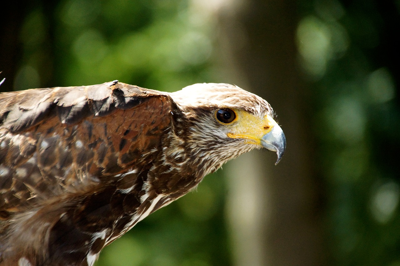 bird  eagle  nature free photo