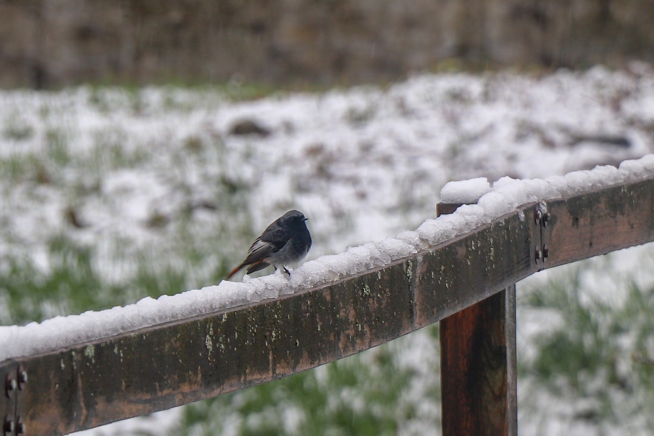 bird  wood  nature free photo