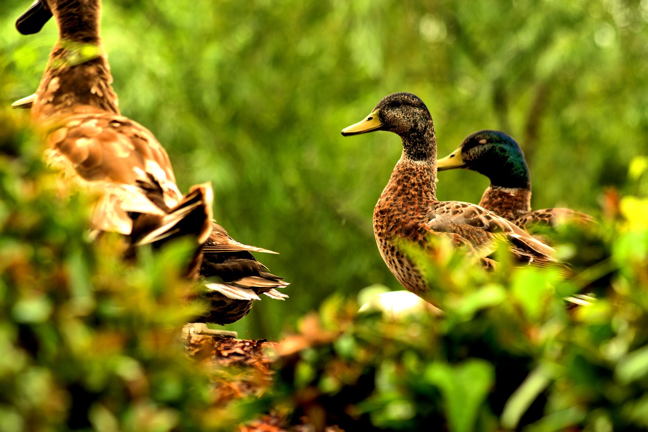 bird  duck  animal free photo