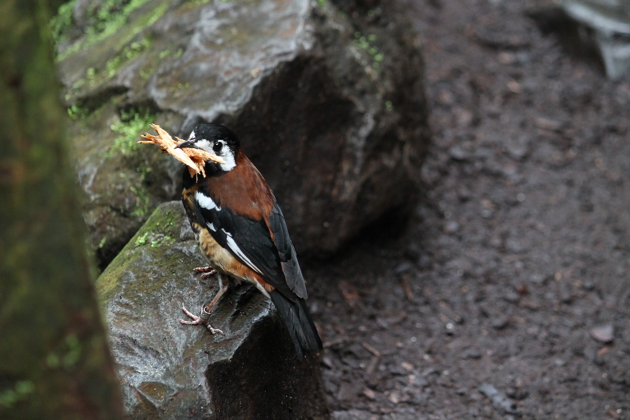 bird  wood  animal free photo