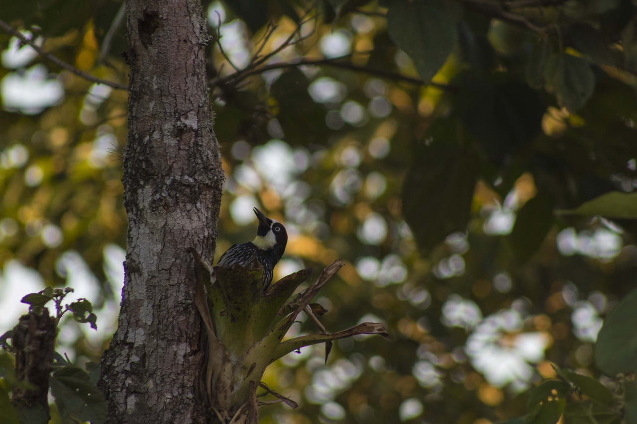 bird  nature  ave free photo