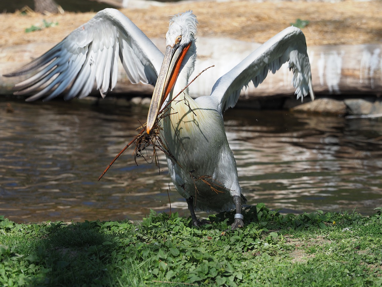 bird  pelican  whites free photo