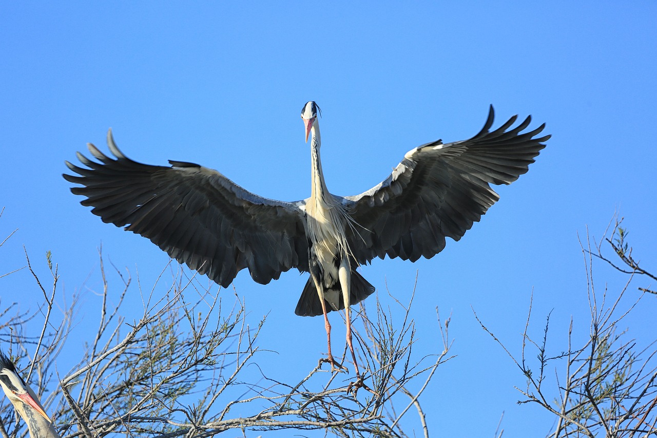 bird  flight  pen free photo