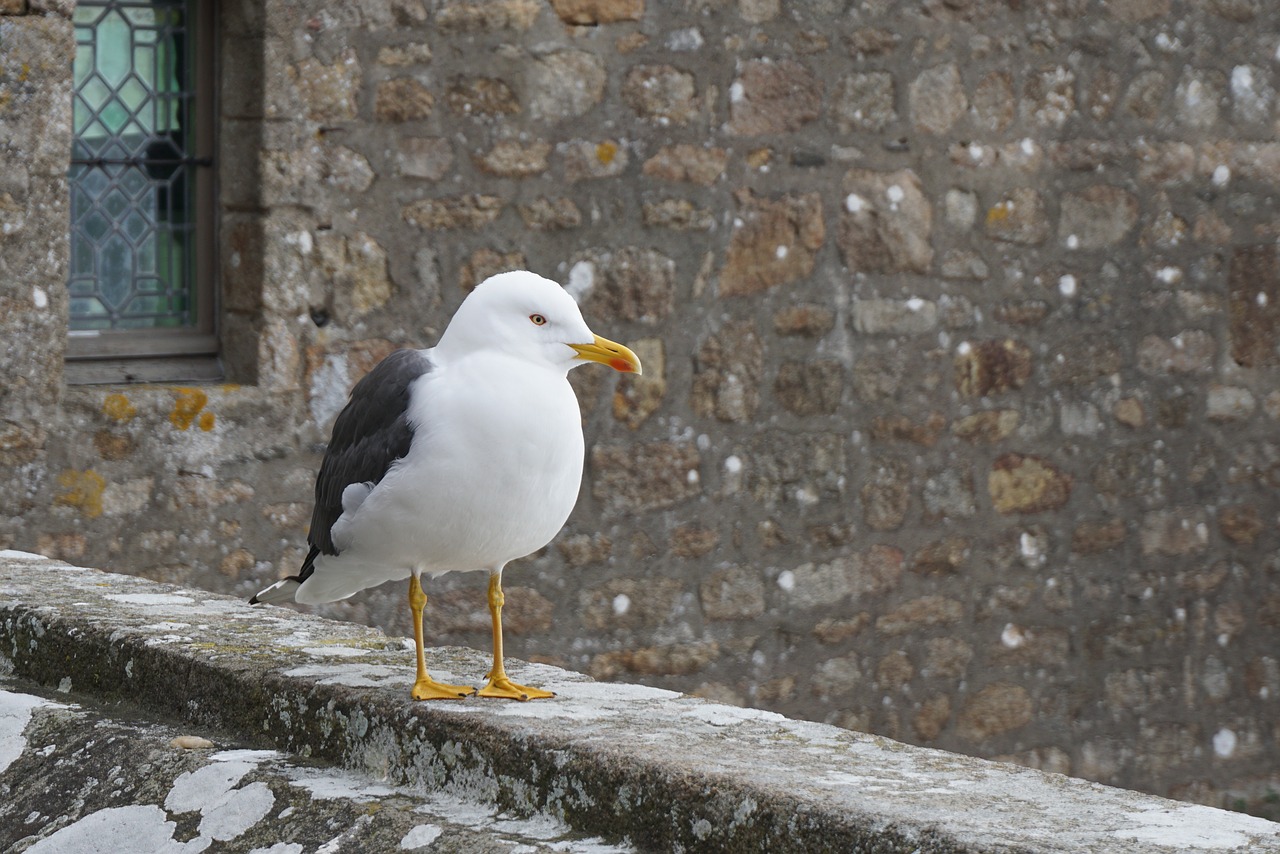 bird  nature  animal free photo