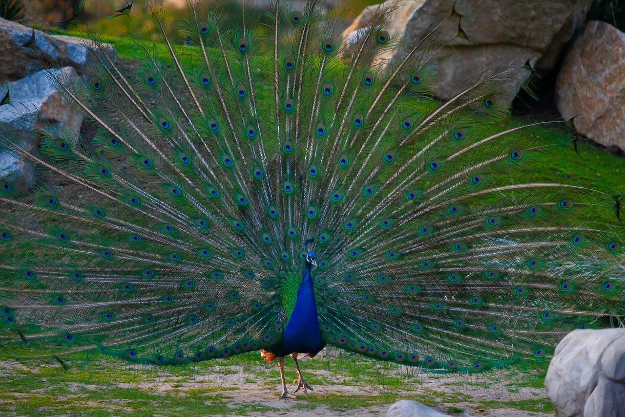 bird  color  sun free photo