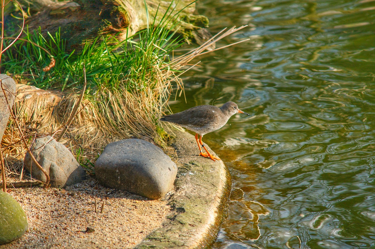 bird  zoo  water free photo