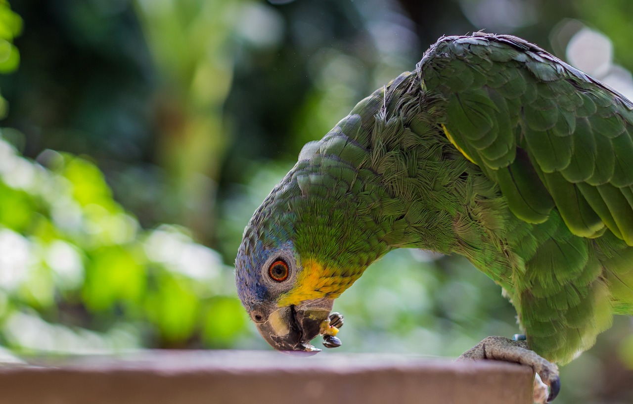 bird  eating  animal free photo