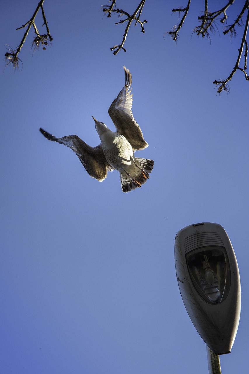 bird  blue sky  flying bird free photo