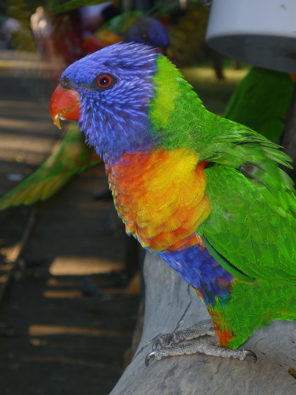 bird  parrot  parakeet free photo