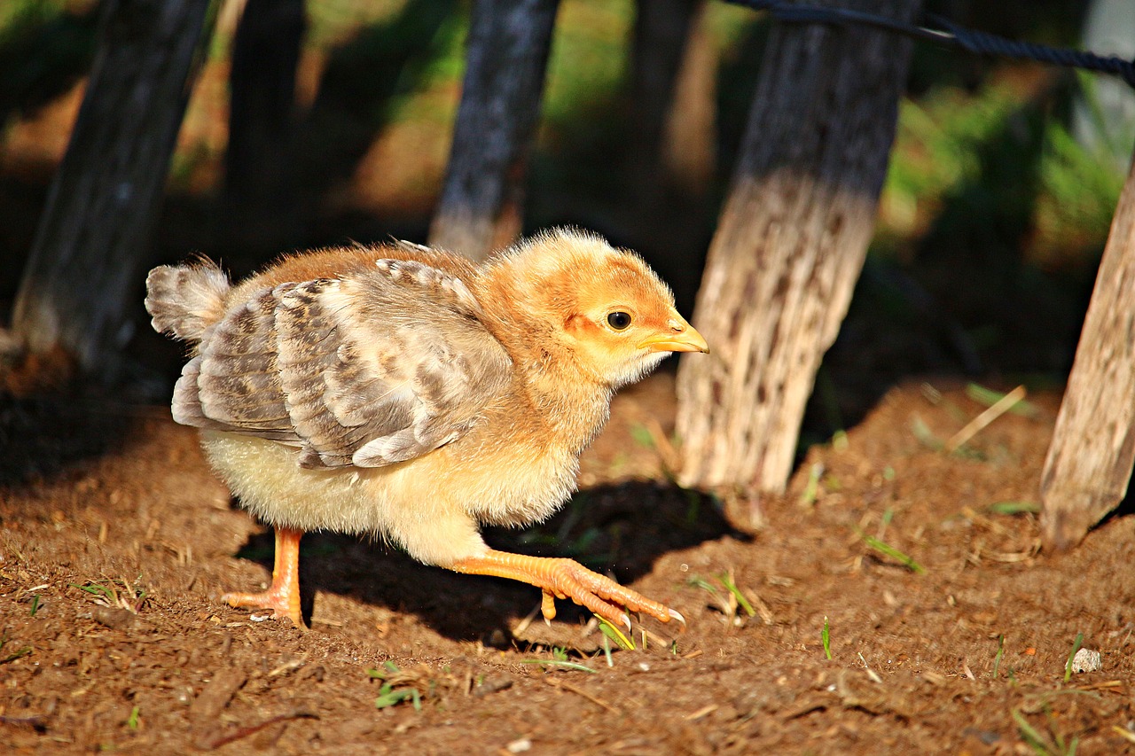 bird  chicken  chicks free photo