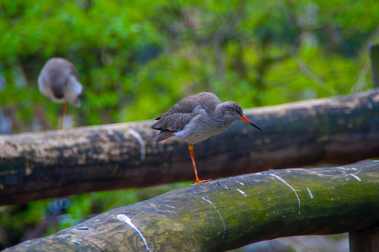 bird  vogel  hdr free photo