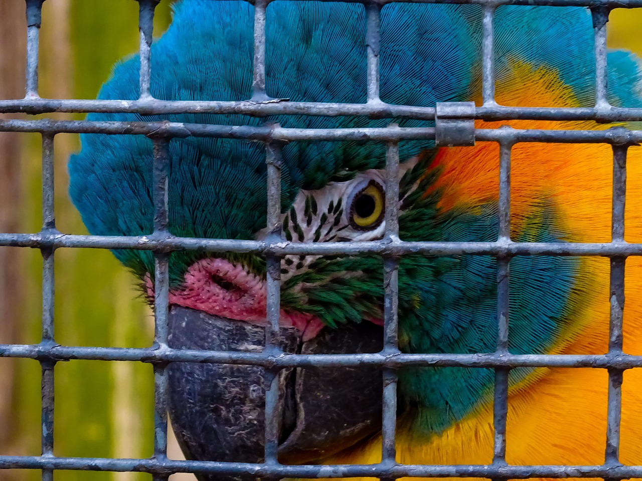 bird  jail  metal free photo