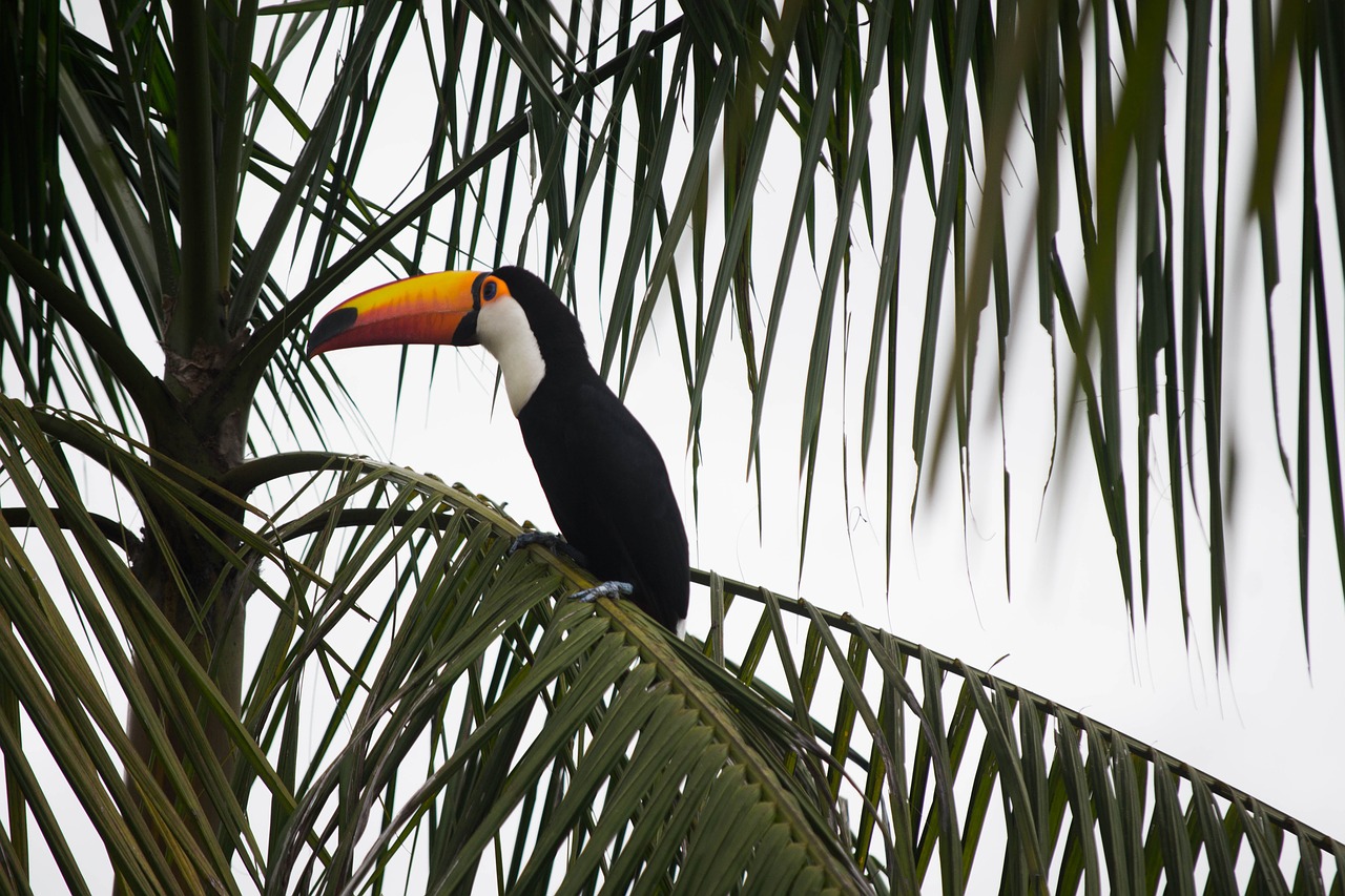 bird  tropical  exotic free photo