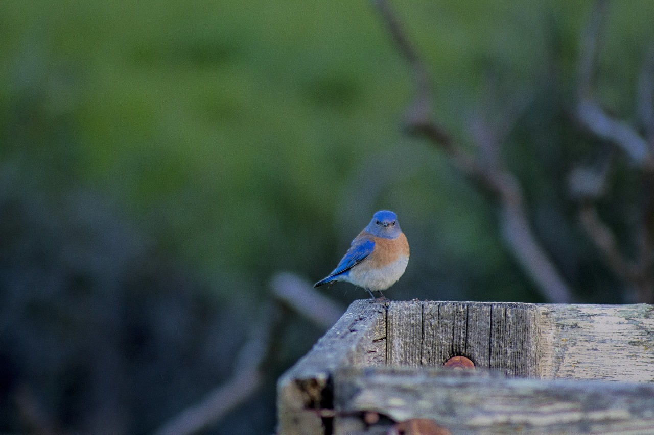 bird  blue  feather free photo