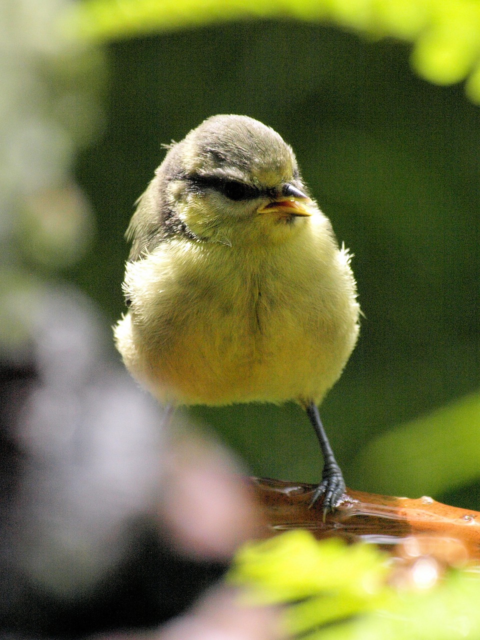 bird  blue tit  nature free photo