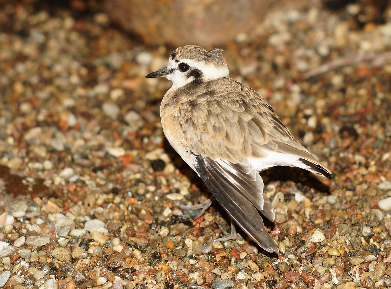 bird sparrow bill free photo