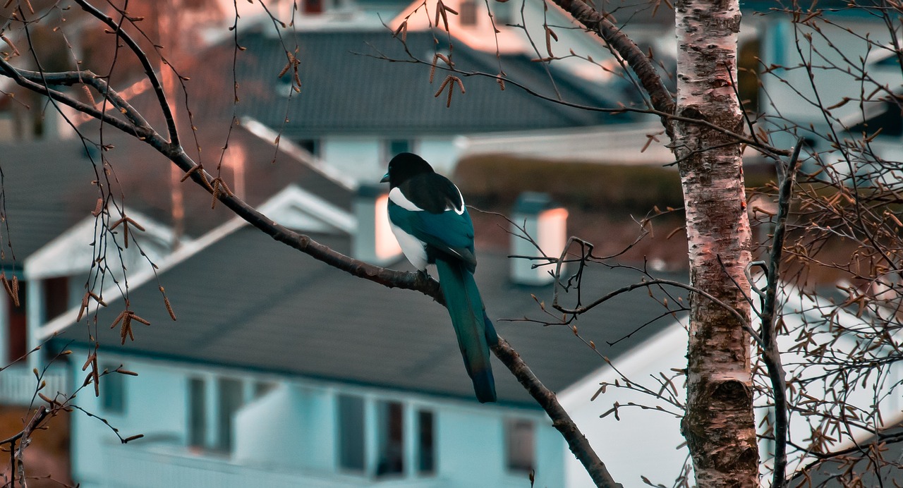 bird  sunset  warm free photo