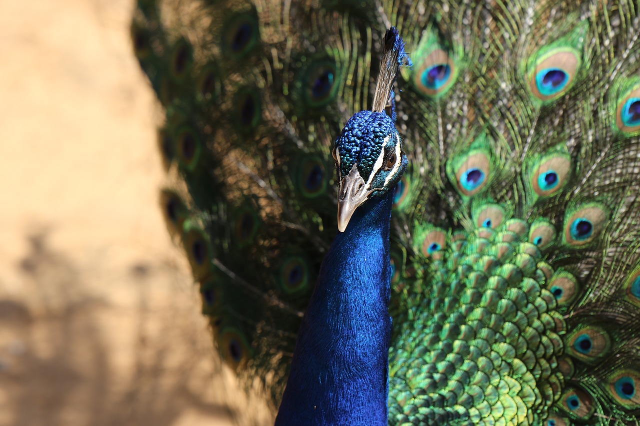 bird  peacock  feathers free photo