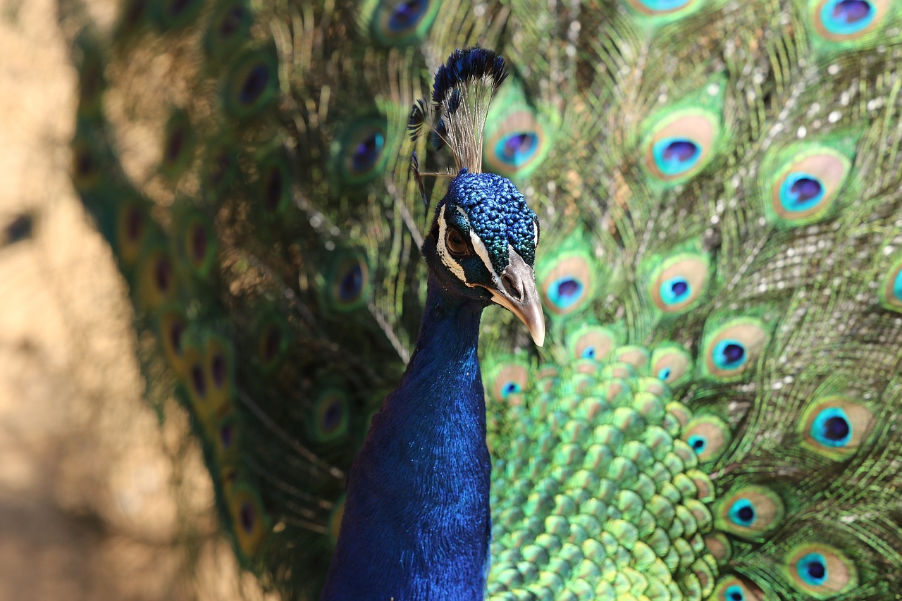 bird  peacock  pride free photo